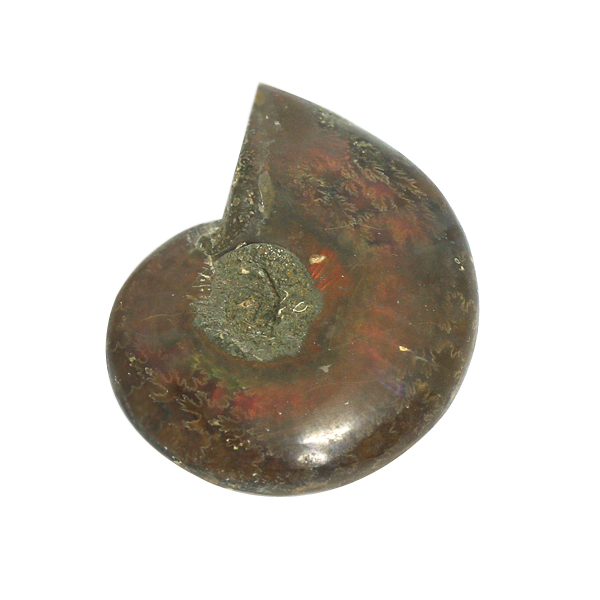 암모나이트 화석 (31*39mm) HSROU-5577 YHQ