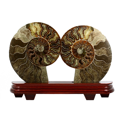 암모나이트 관상석 HSP-1701