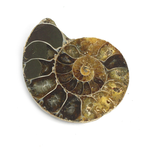 암모나이트 화석 (51*42mm) HSROU-5017 YH